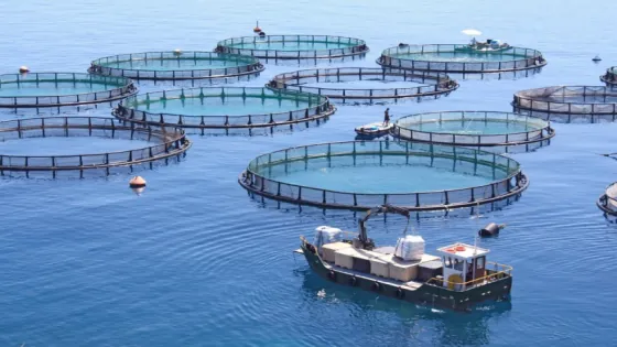186 مشروعا لتربية الأحياء البحرية في طور الإنجاز بالمغرب