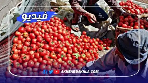 الطماطم المغربية ترمى بالزبالة الأوربية في وقت تكوي أسعارها جيوب المواطنين (فيديو)