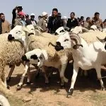 race sardi