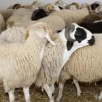 176 143913 eid aladha sacrifice species age 700x400