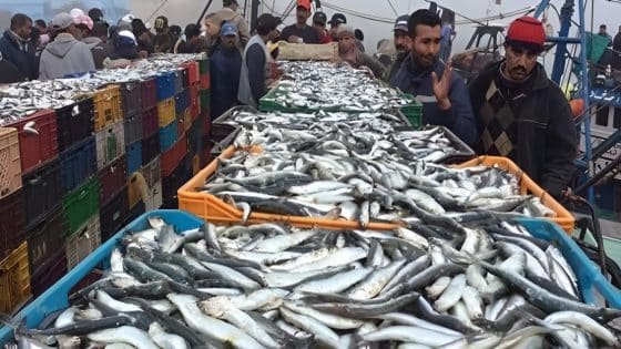الصيد البحري.. الكميات المفرغة تتجاوز 1.5 مليون طن سنة 2022