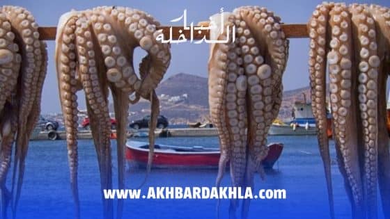 تجاوزت 2 مليار درهم.. ارتفاع كميات الصيد البحري المفرغة في موانئ المغرب