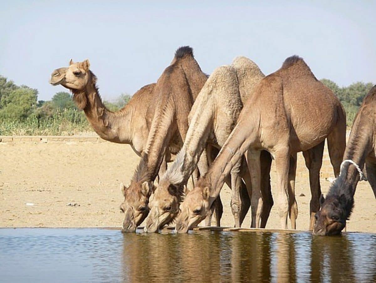 1.1264964311.camels drinking 1200x901 1