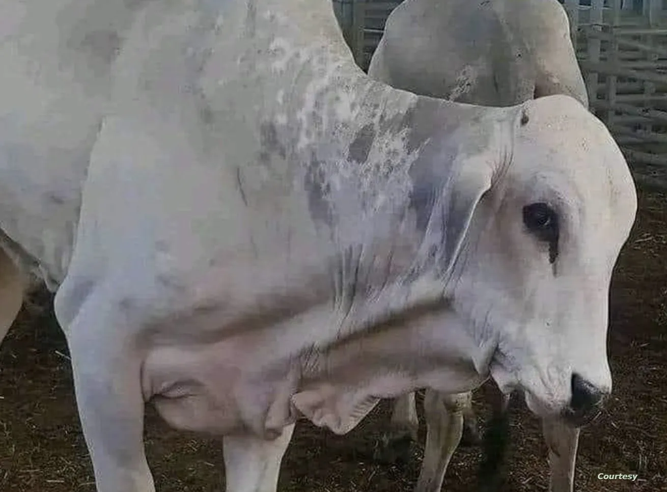 brazil morrocco cows