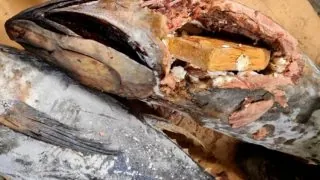 عصابة وضعت 59 كيلوغراما من الكوكايين بأحشاء الأسماك في محاولة لتهريبها عبر طنجة المتوسط