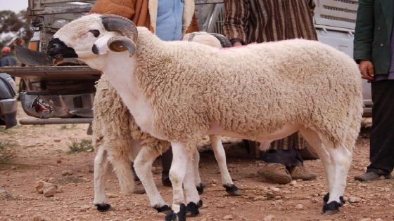 مطالب برلمانية تستعجل تدخل الحكومة لمواجهة غلاء الأضاحي