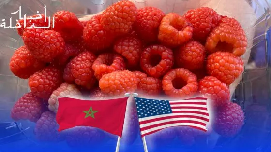 المغرب يتفوق على أمريكا في صادرات التوت الطازج ويحتل المرتبة الثالثة عالميا