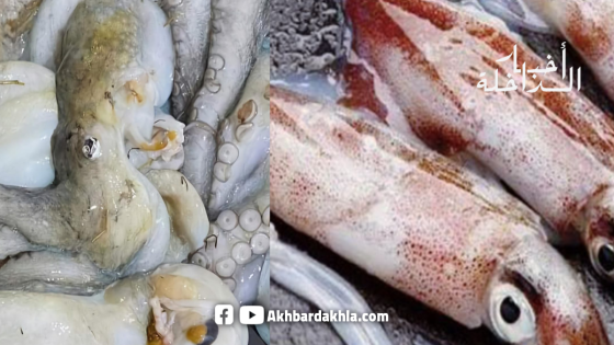 قرار وزاري يُرخص بصيد الأخطبوط و”السيبيا” يُنعش آمال المهنيين بالداخلة