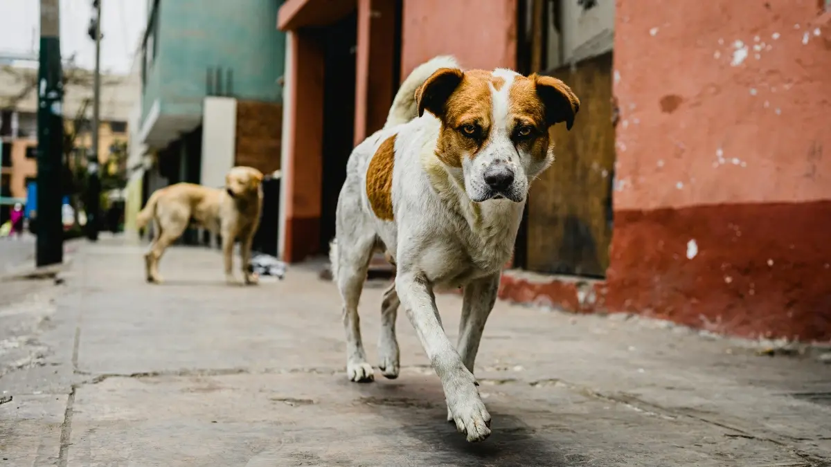 الحيوانات الضالة