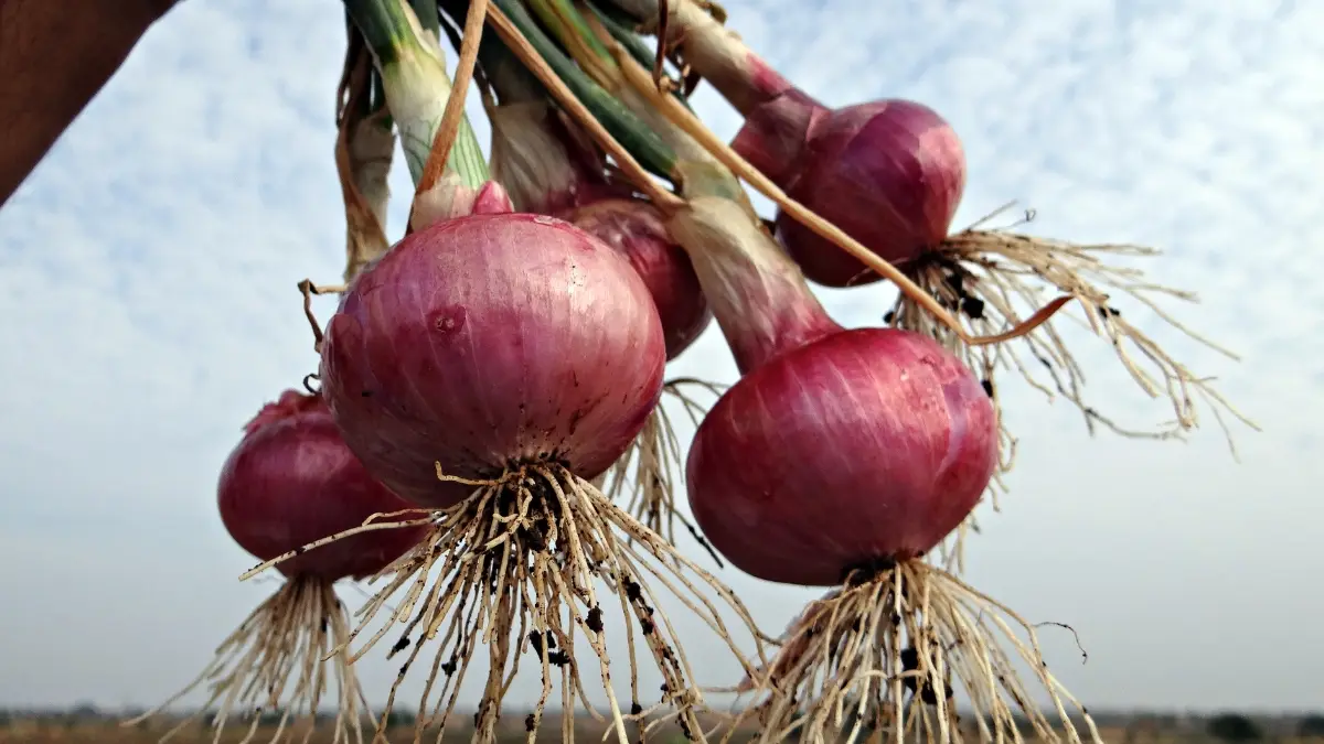 صادرات البصل