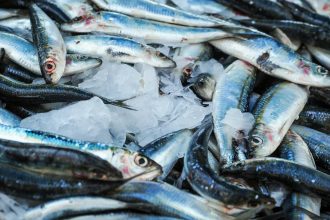 fresh fishes